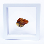 Polished Natural Amber in Box 12