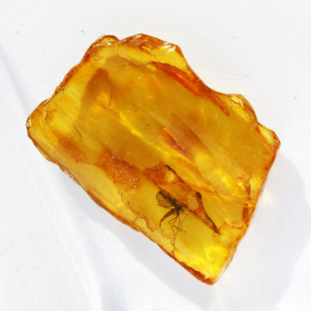 Baltic Amber insect inclusion14