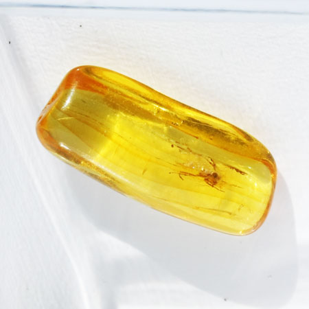 Baltic Amber insect inclusion 18