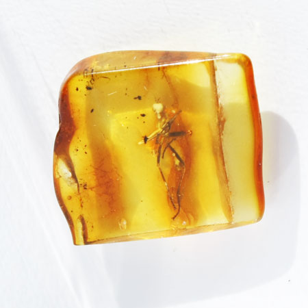 Baltic Amber insect inclusion 20
