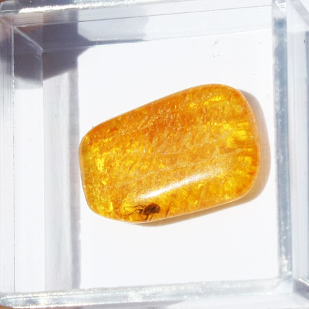 Baltic Amber insect inclusion 45