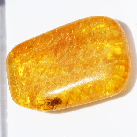 Baltic Amber insect inclusion 45