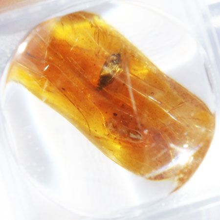 Baltic Amber insect inclusion 48