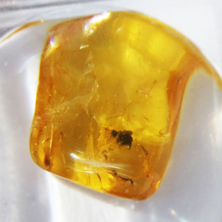 Baltic Amber insect inclusion 49