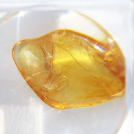 Baltic Amber insect inclusion 50