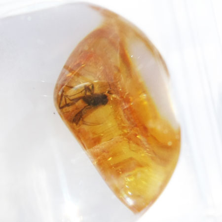 Baltic Amber insect inclusion 54
