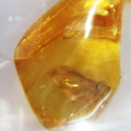 Baltic Amber insect inclusion 55