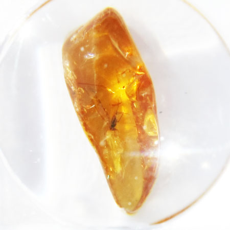 Baltic Amber insect inclusion 56
