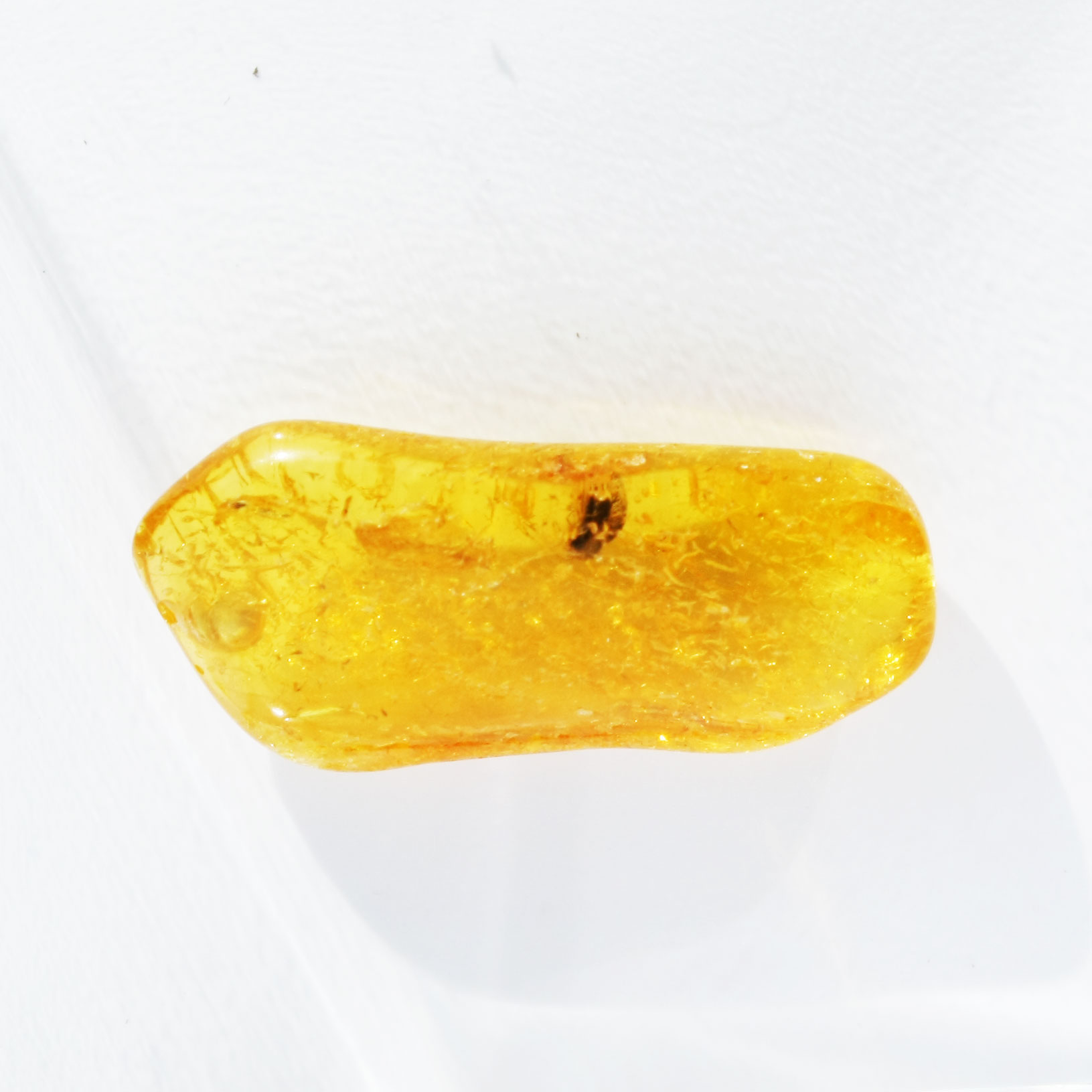 Baltic Amber insect inclusion 9