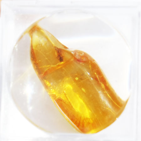 Baltic Amber insect inclusion 68