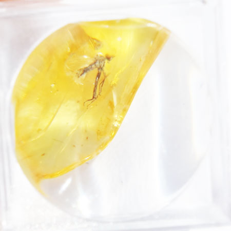 Baltic Amber insect inclusion 70