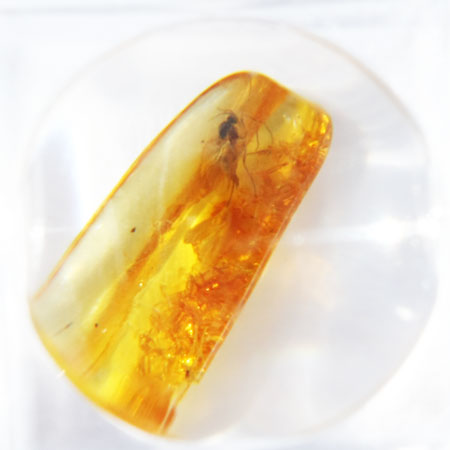 Baltic Amber insect inclusion 1