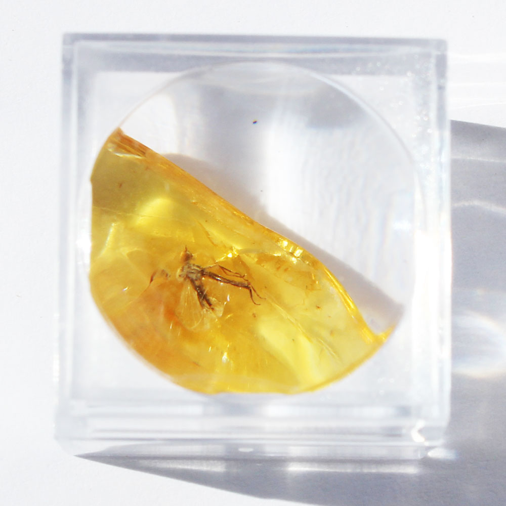 Baltic Amber insect inclusion 4