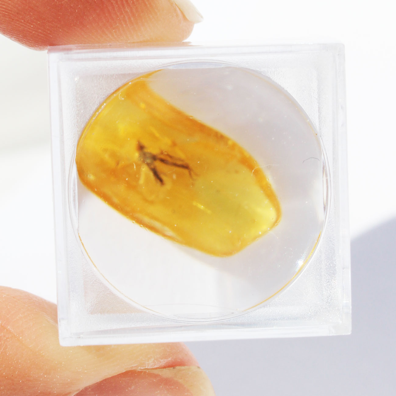 Baltic Amber insect inclusion 4