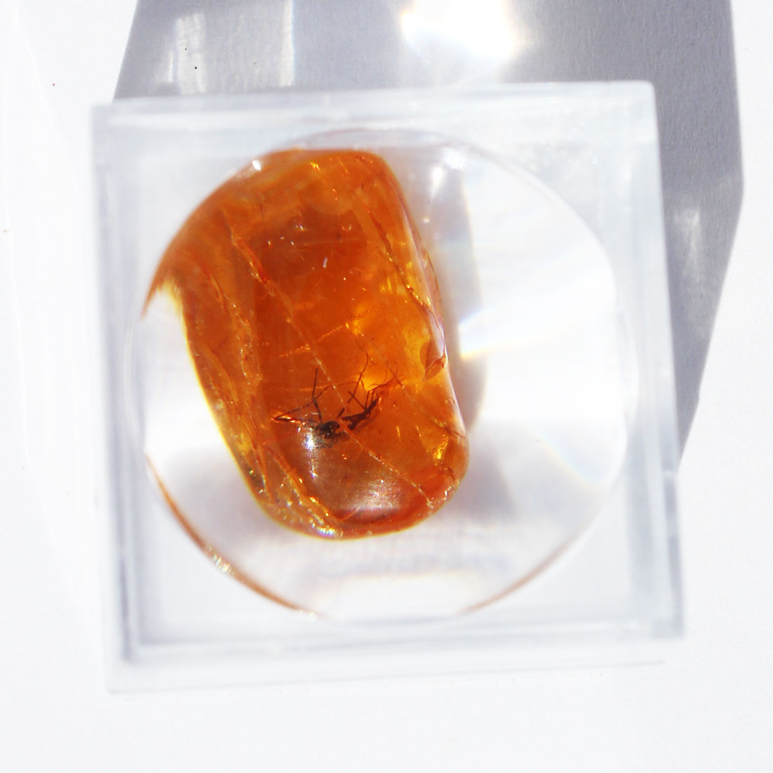 Baltic Amber insect inclusion 11