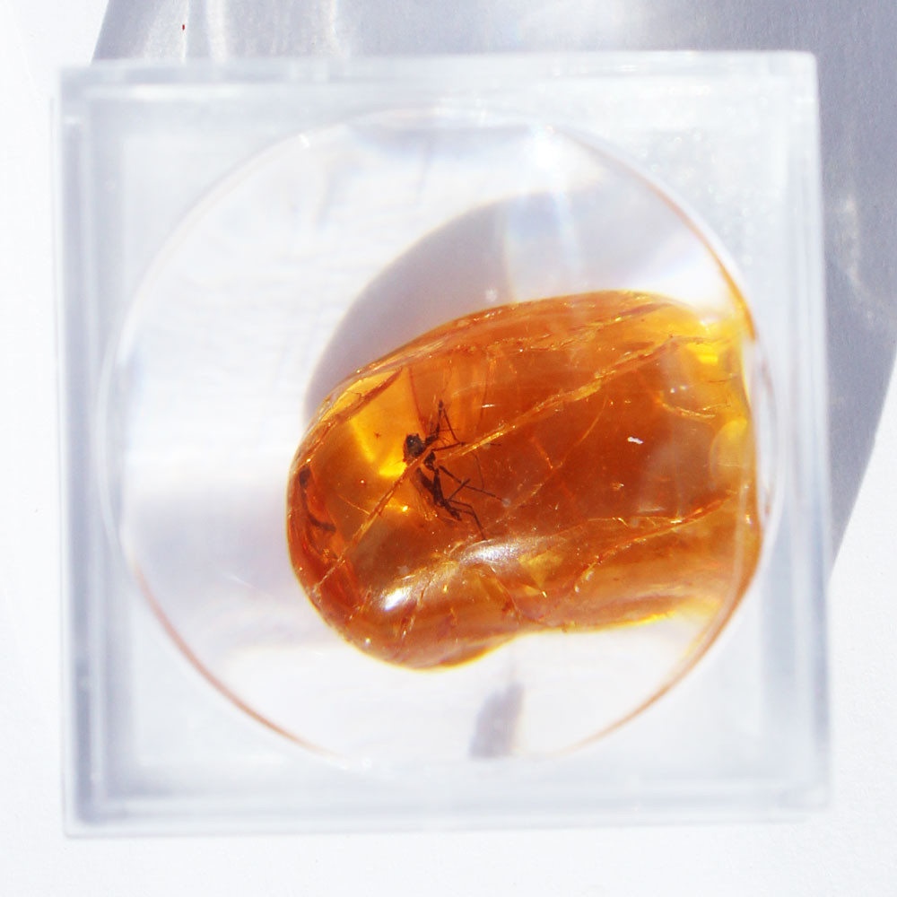 Baltic Amber insect inclusion 11