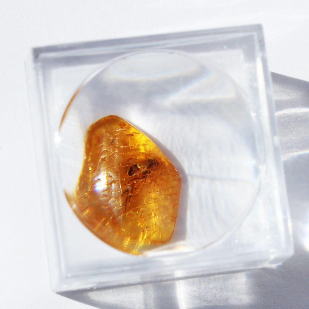 Baltic Amber insect inclusion 19