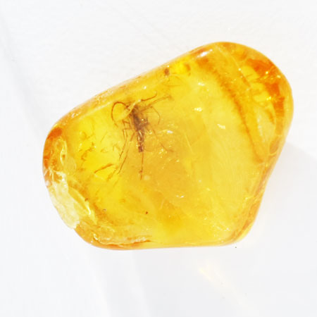 Baltic Amber insect inclusion 61