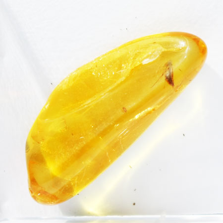 Baltic Amber insect inclusion 62