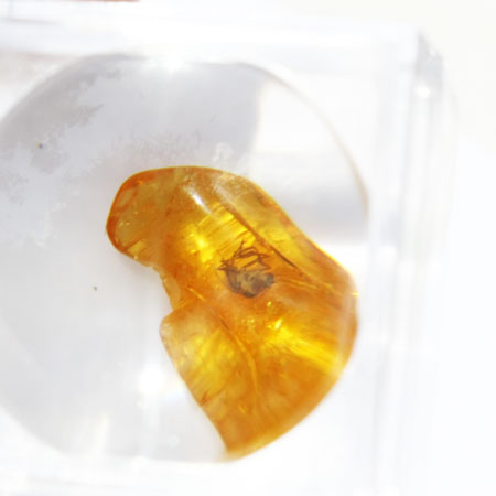 Baltic Amber insect inclusion 63