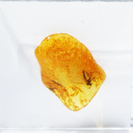 Baltic Amber insect inclusion 65